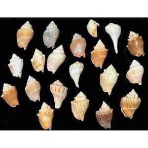 Natural Seashells Lot of 20 Various Whelk Shells Colors Aquarium Crafts
